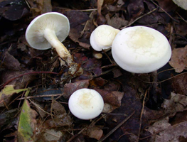 Hygrophorus eburneus, Slightly aged convex white caps in their habitat.